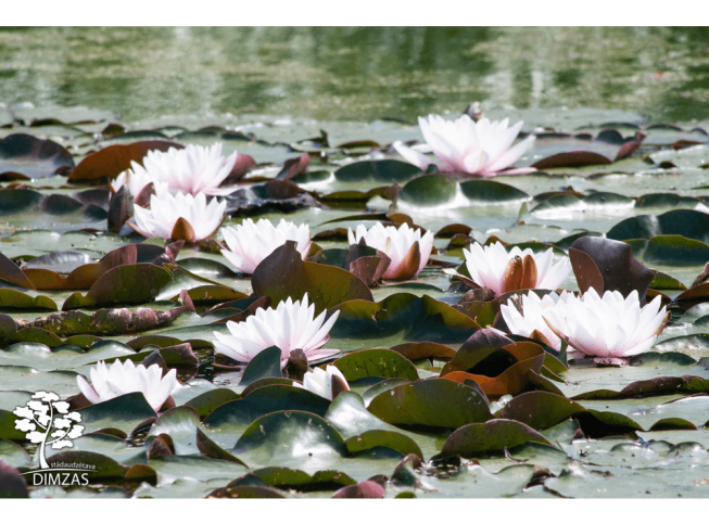 Nymphaea   'Marliacea Rosea'